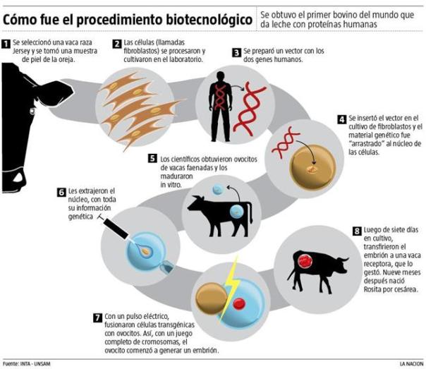Vaca-con-genes-humanos-infografia3